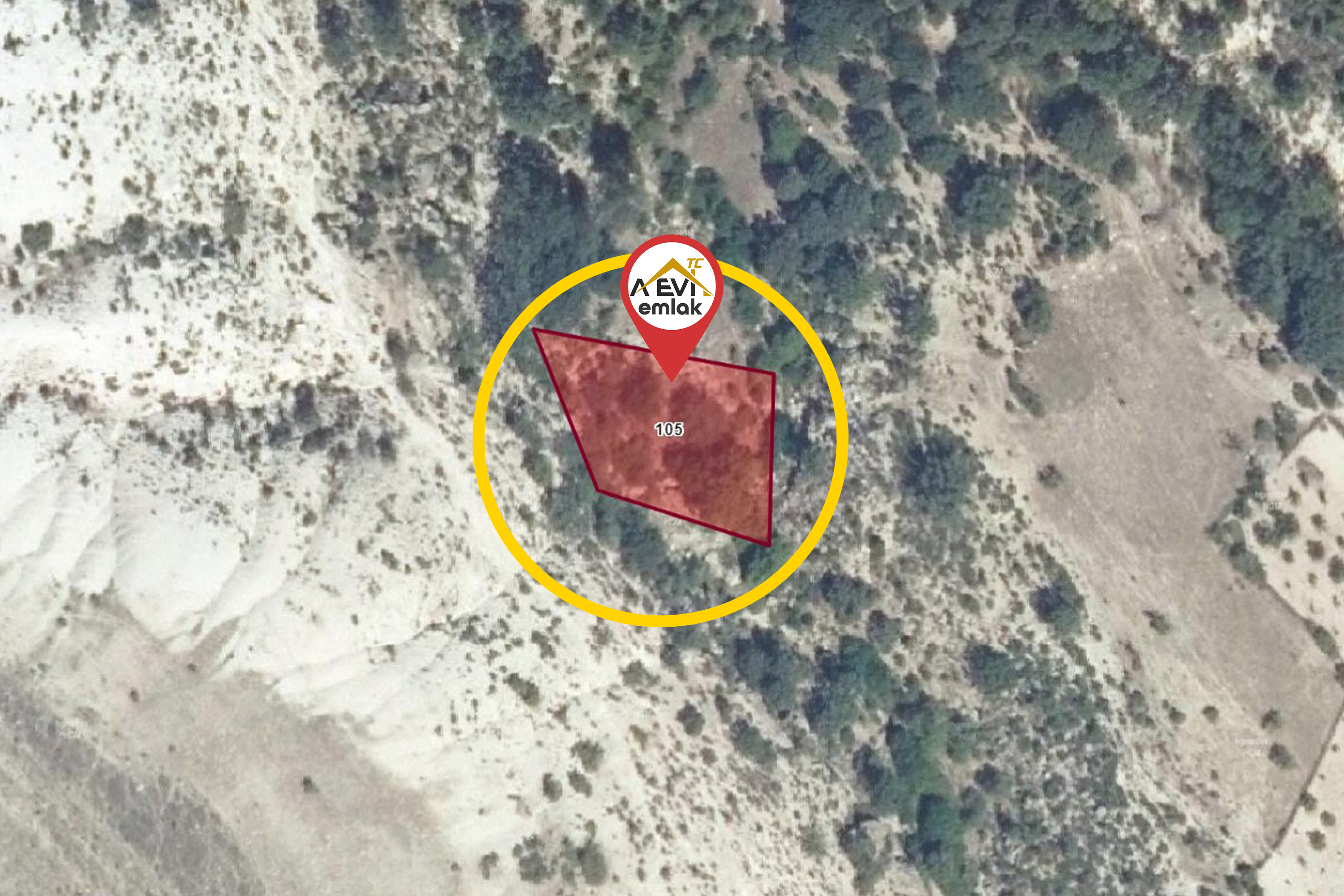 Medya