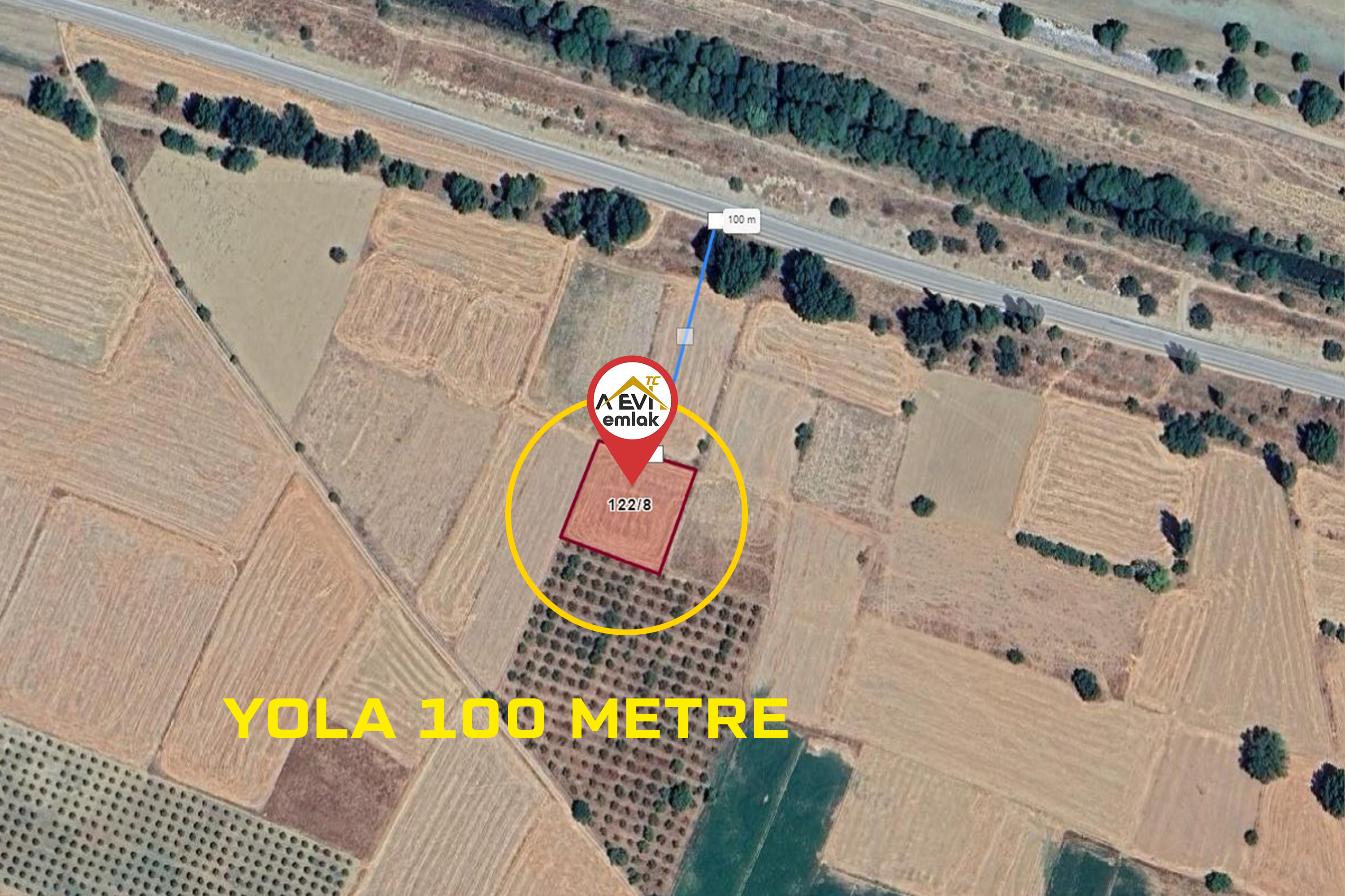 Medya