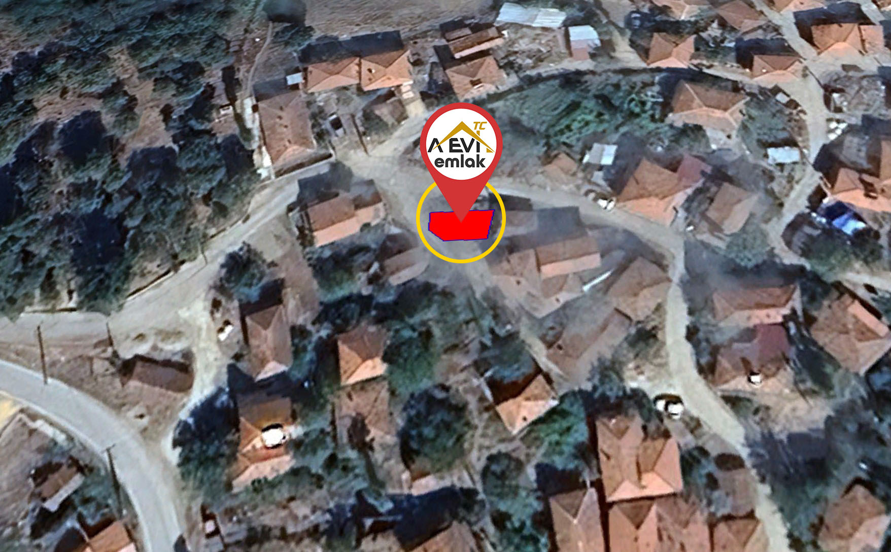 Medya