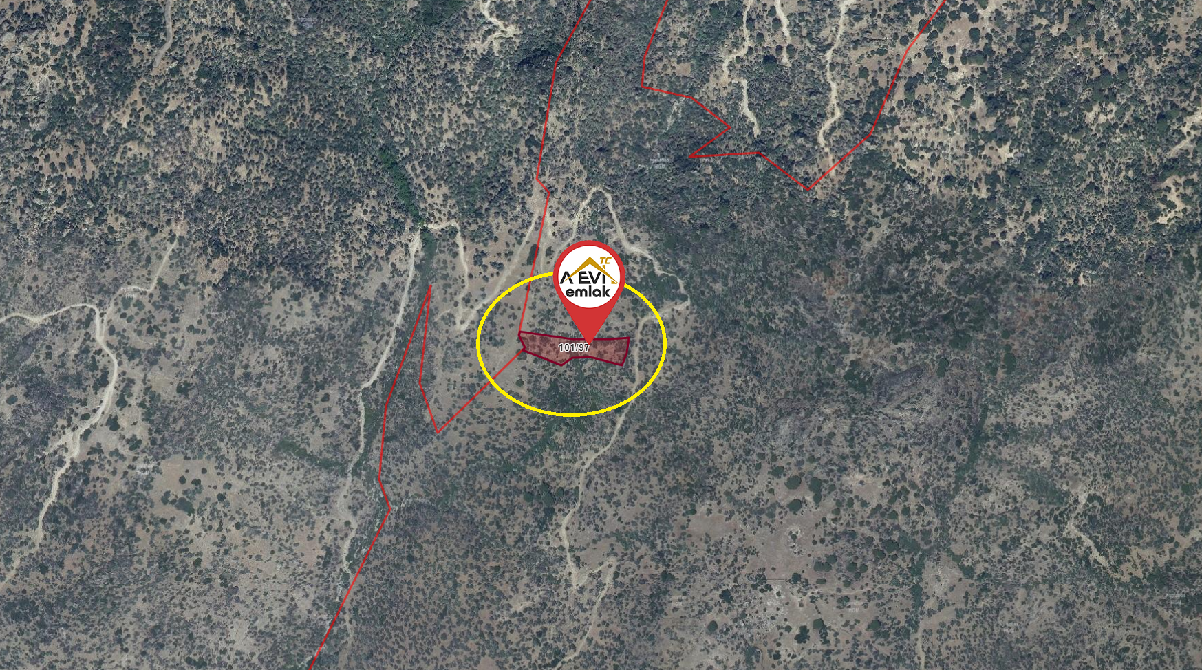 Medya