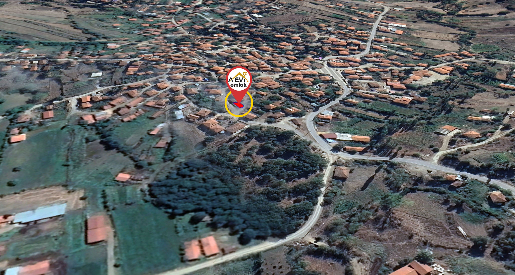 Medya