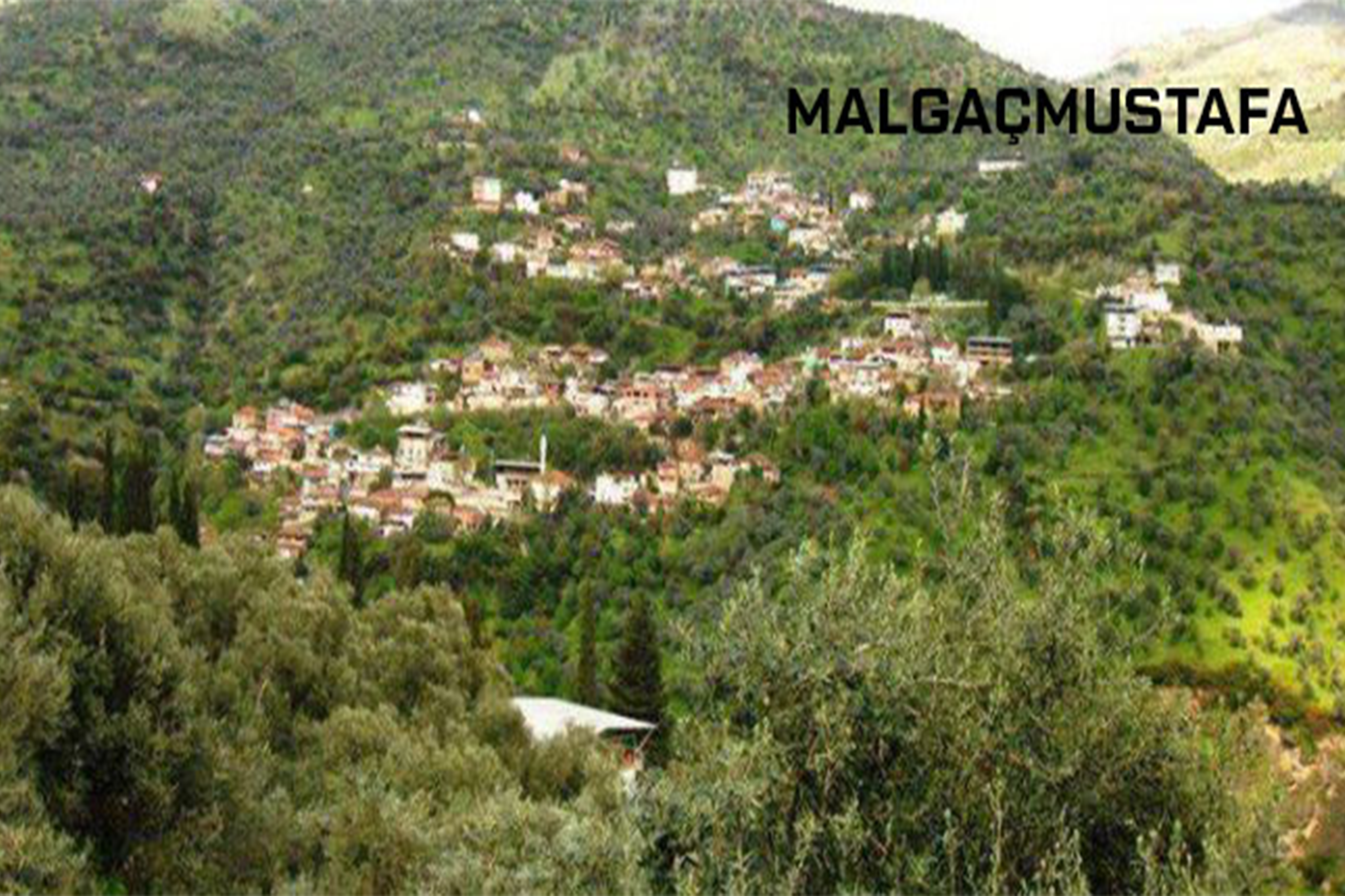 Medya