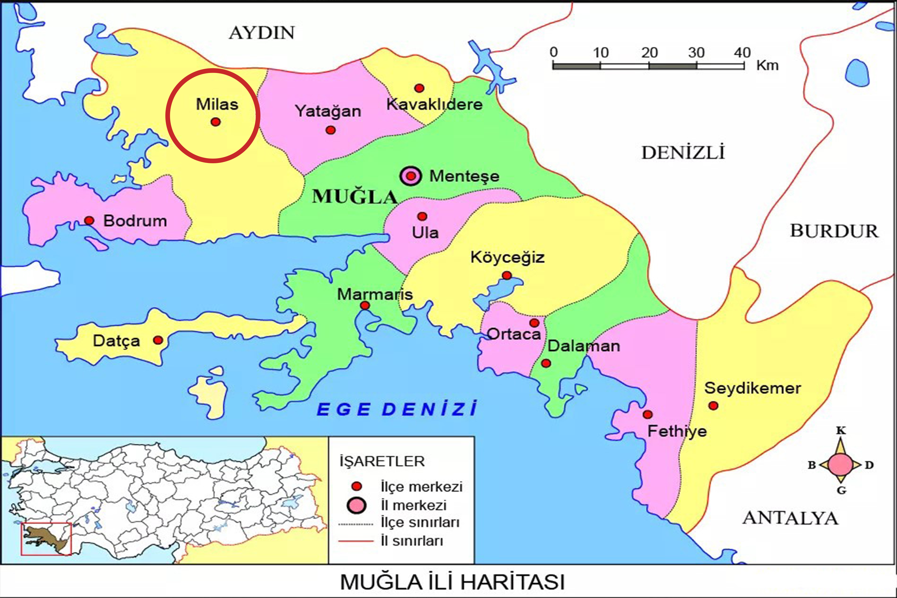 Medya