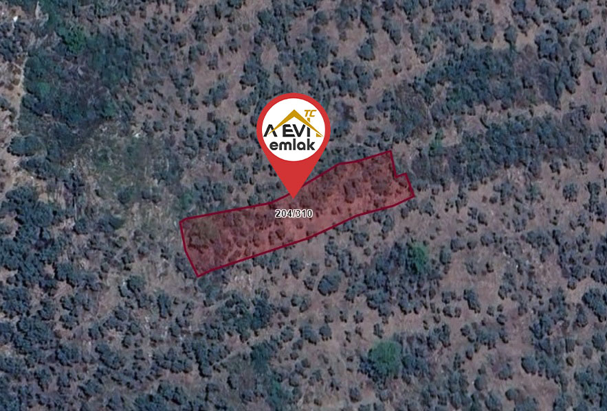 Medya