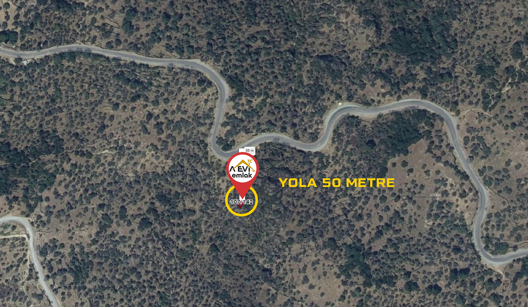 Medya