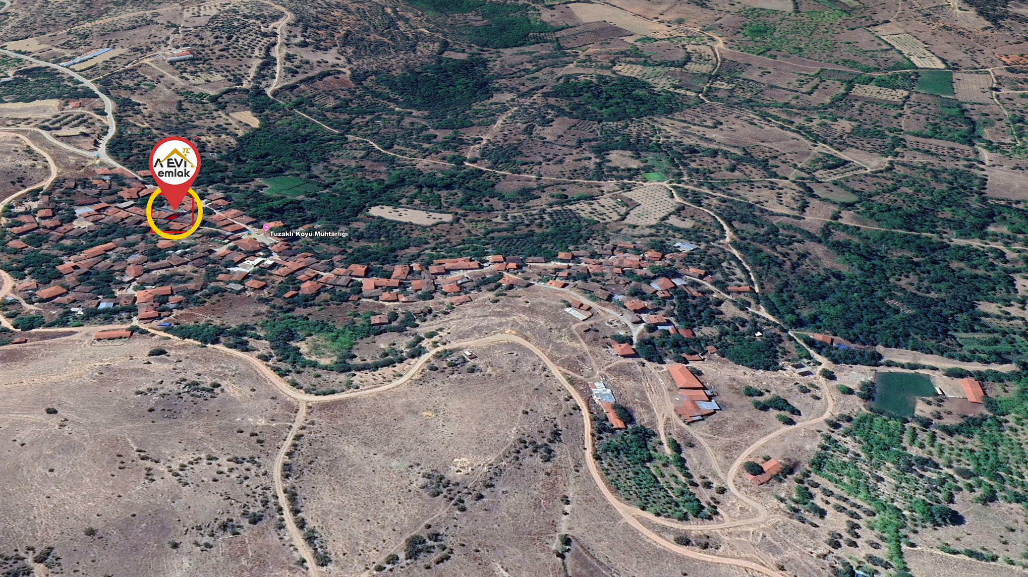 Medya