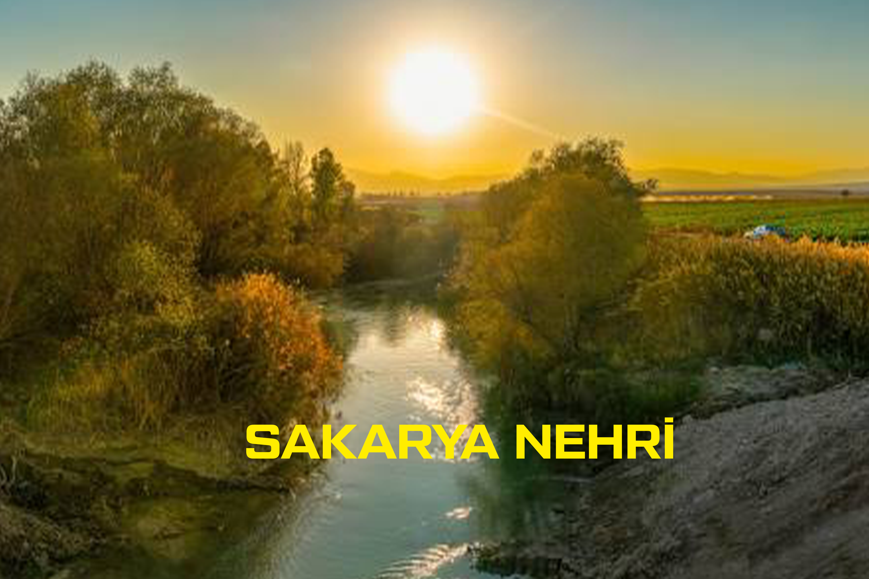 Medya