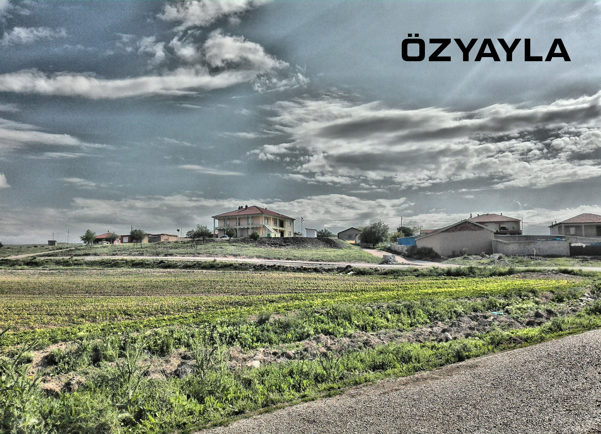 Medya