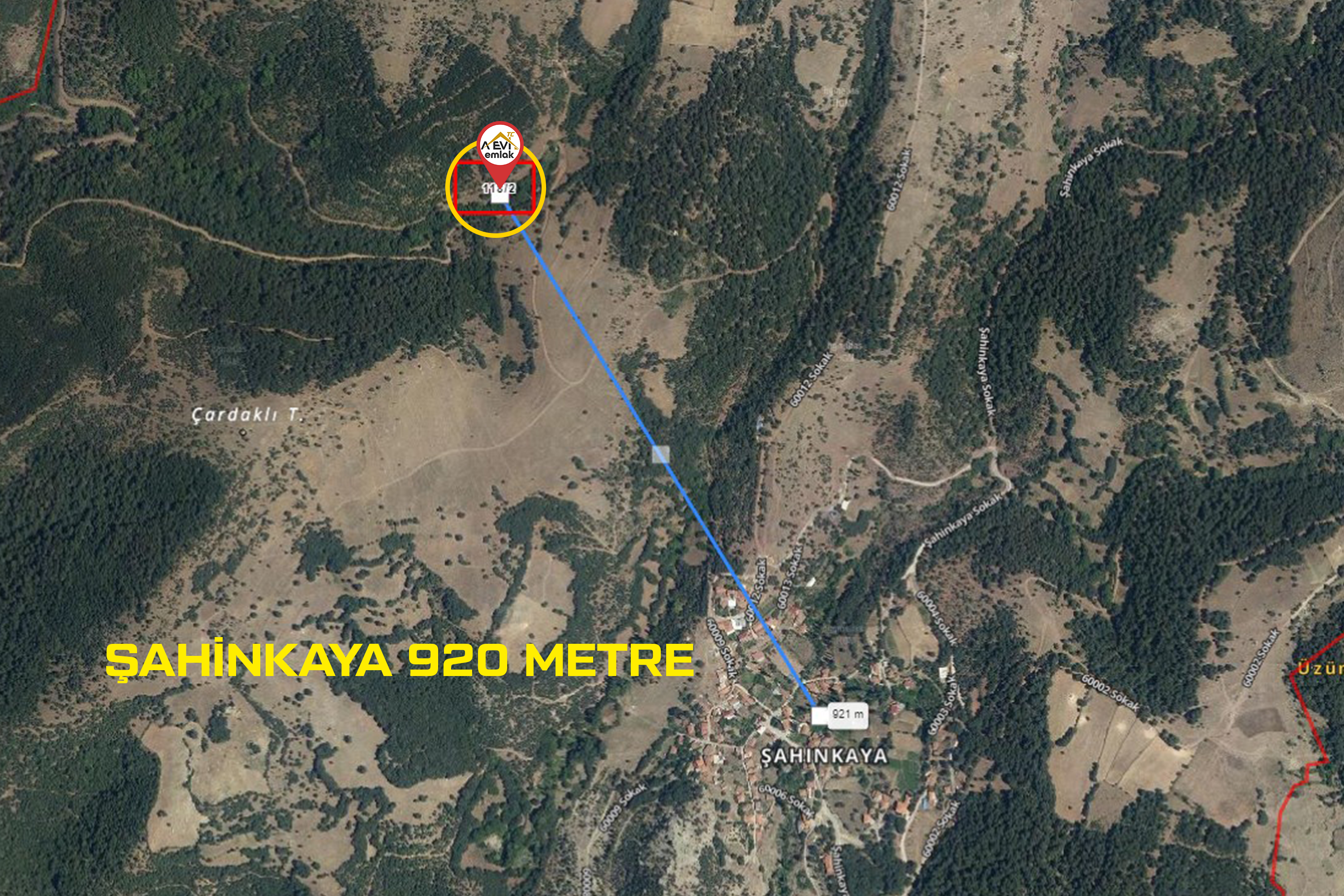 Medya