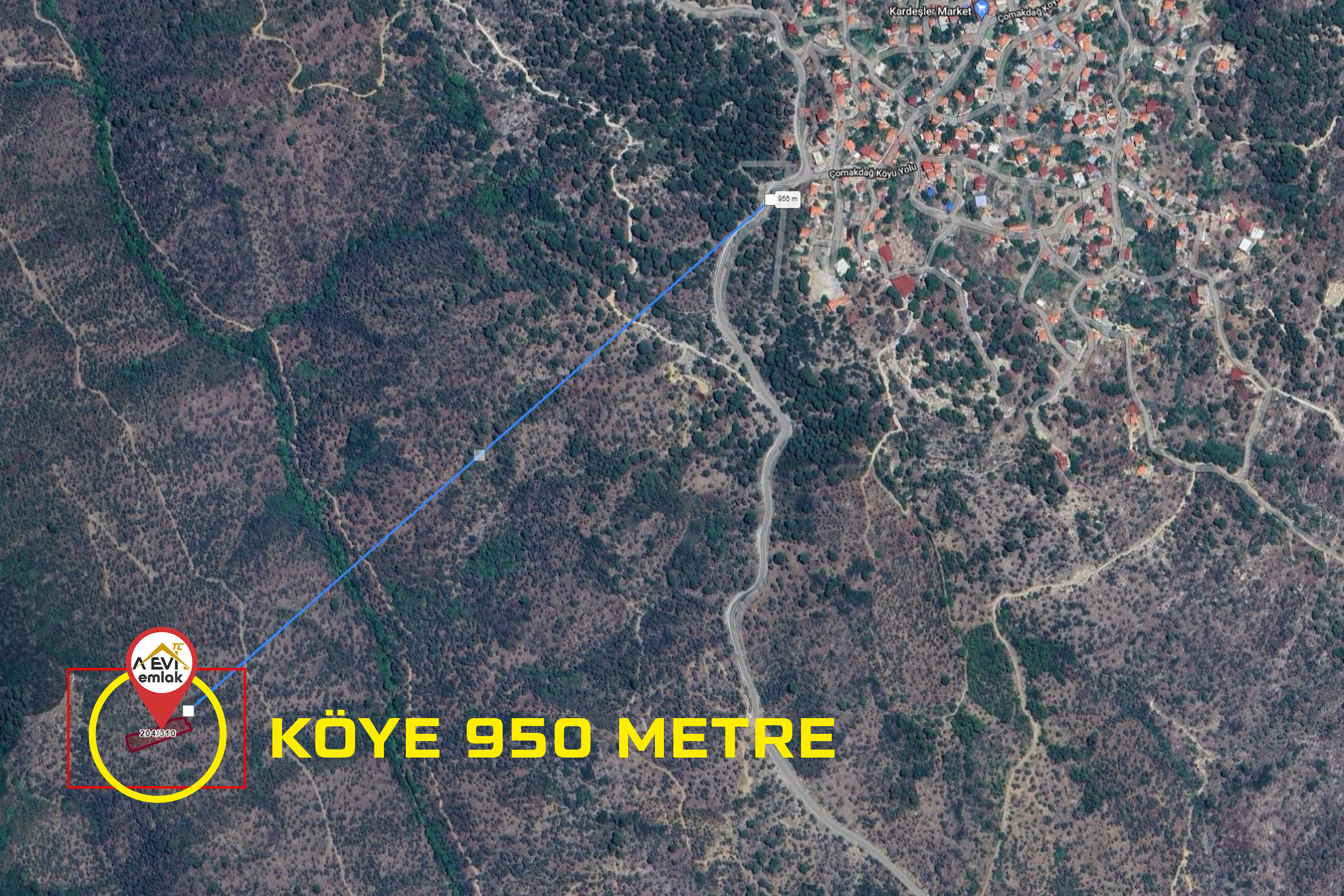 Medya
