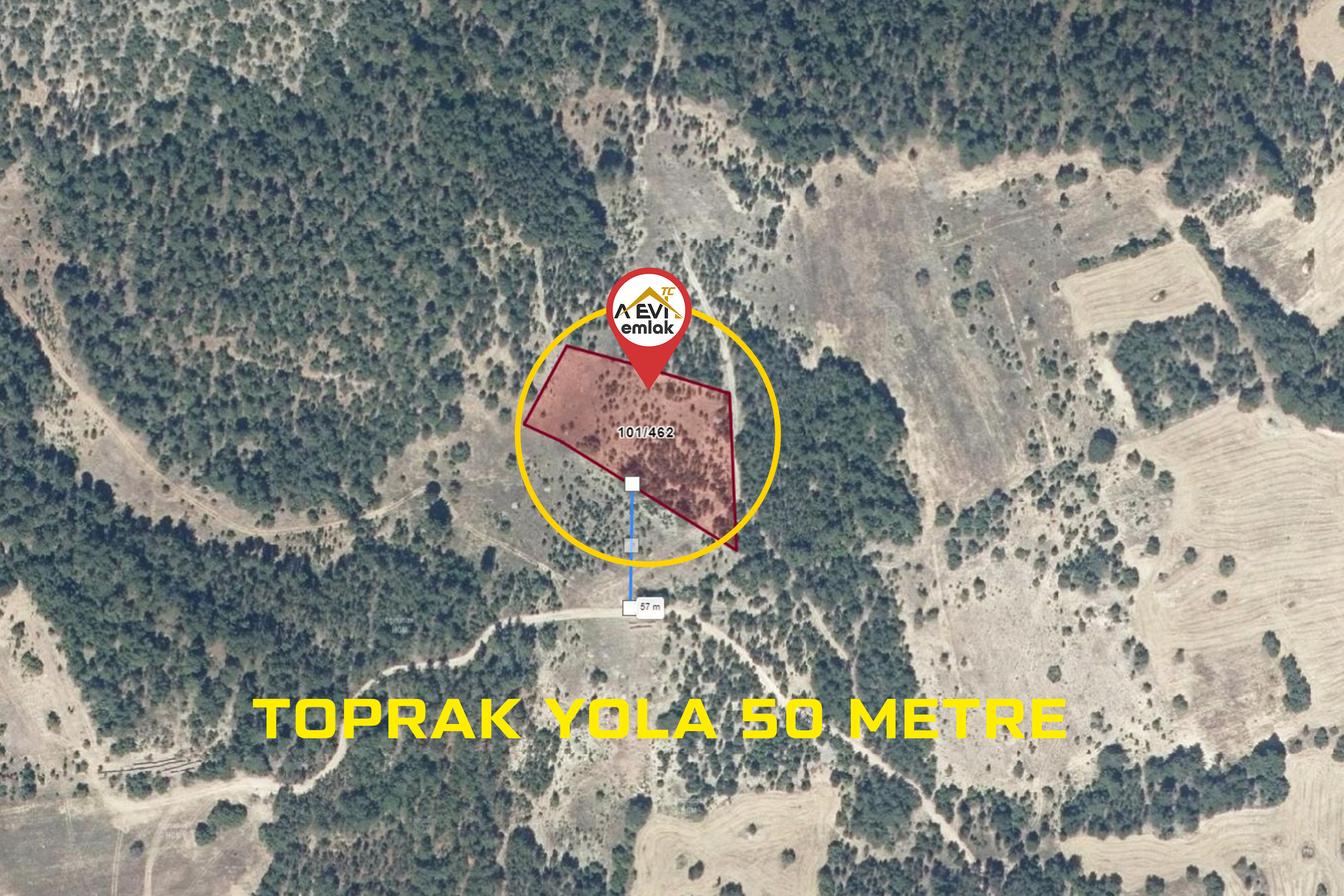 Medya