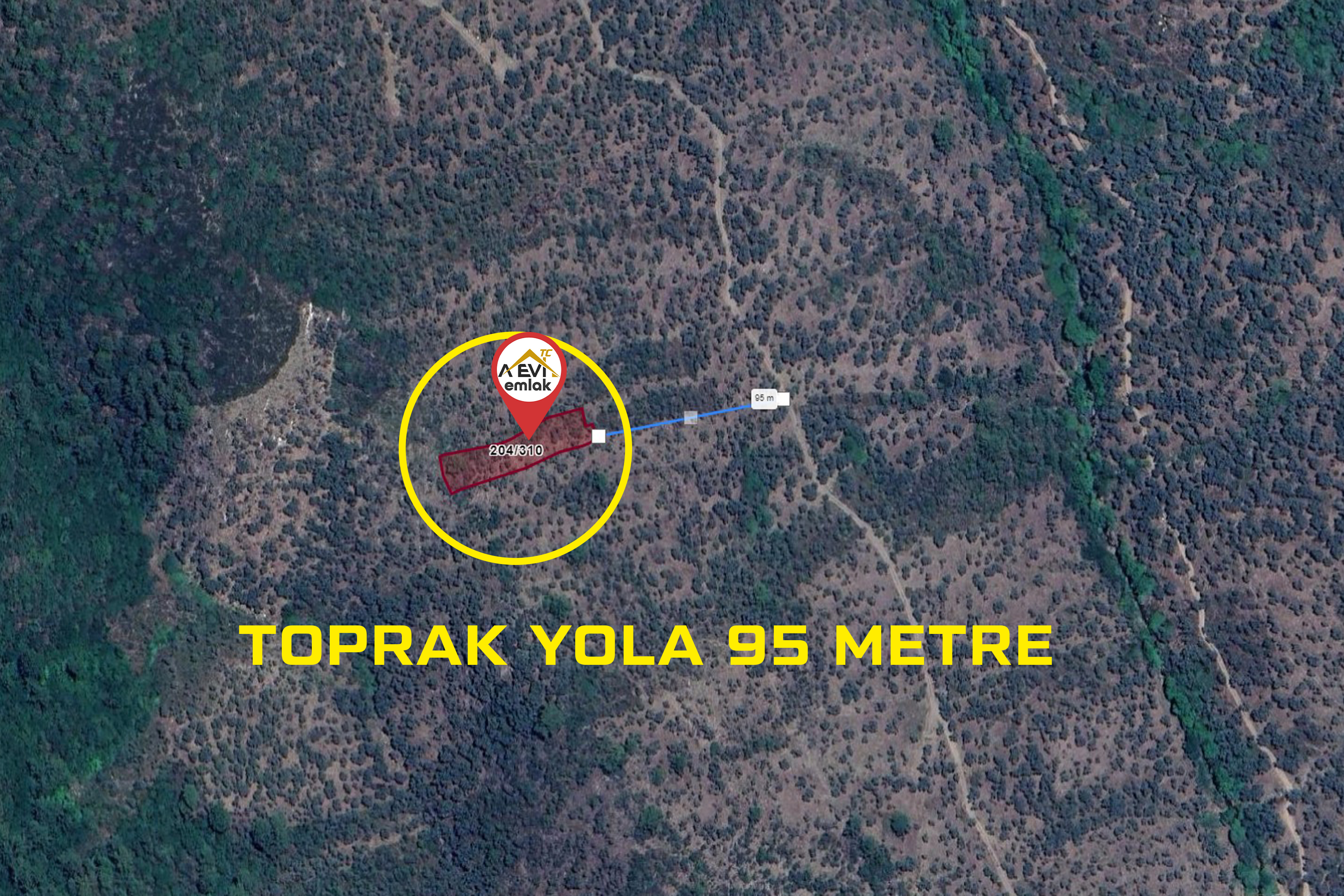 Medya