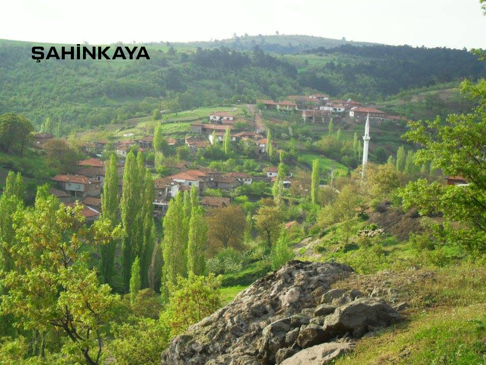 Medya
