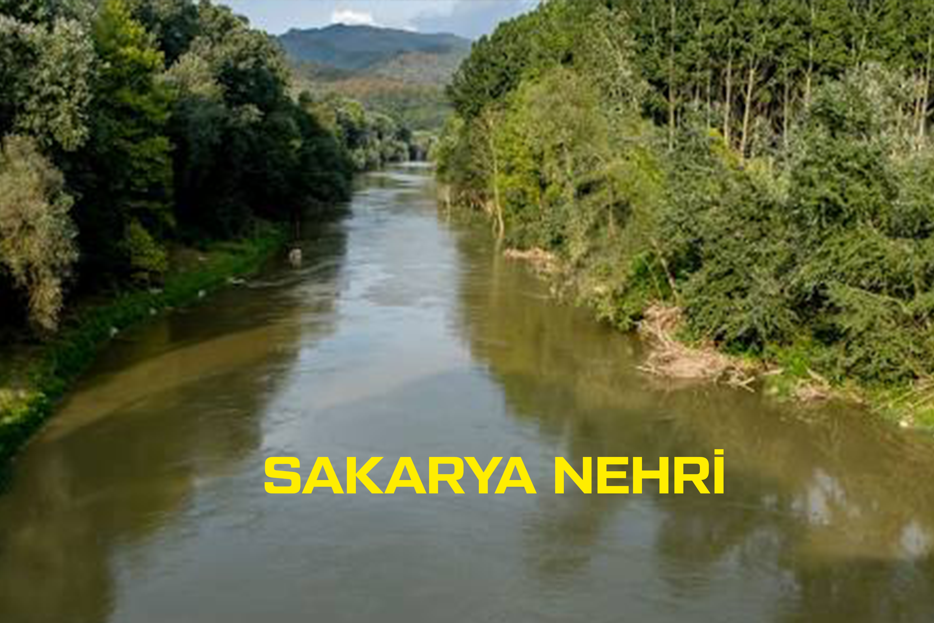 Medya