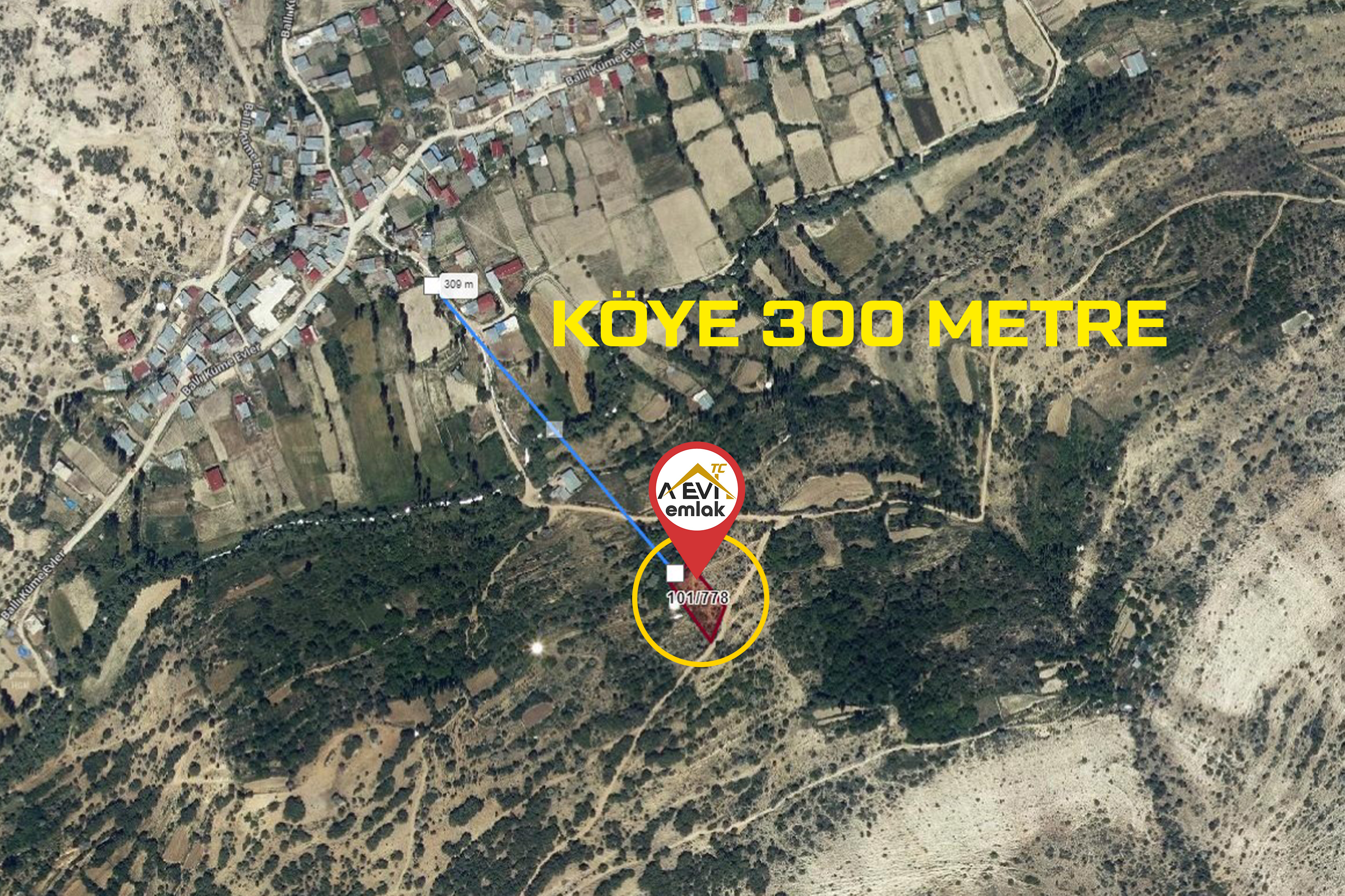 Medya