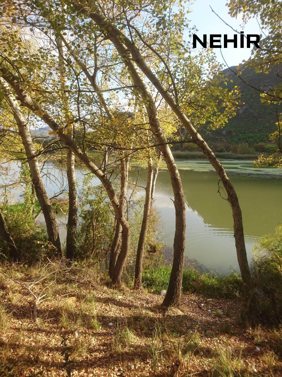 Medya