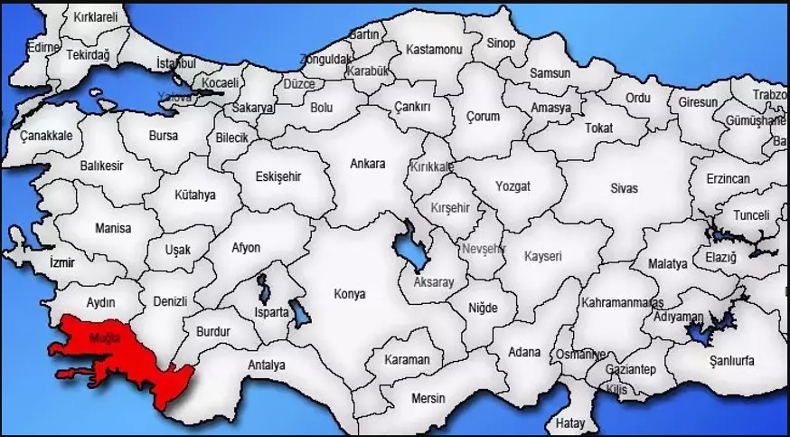 Medya