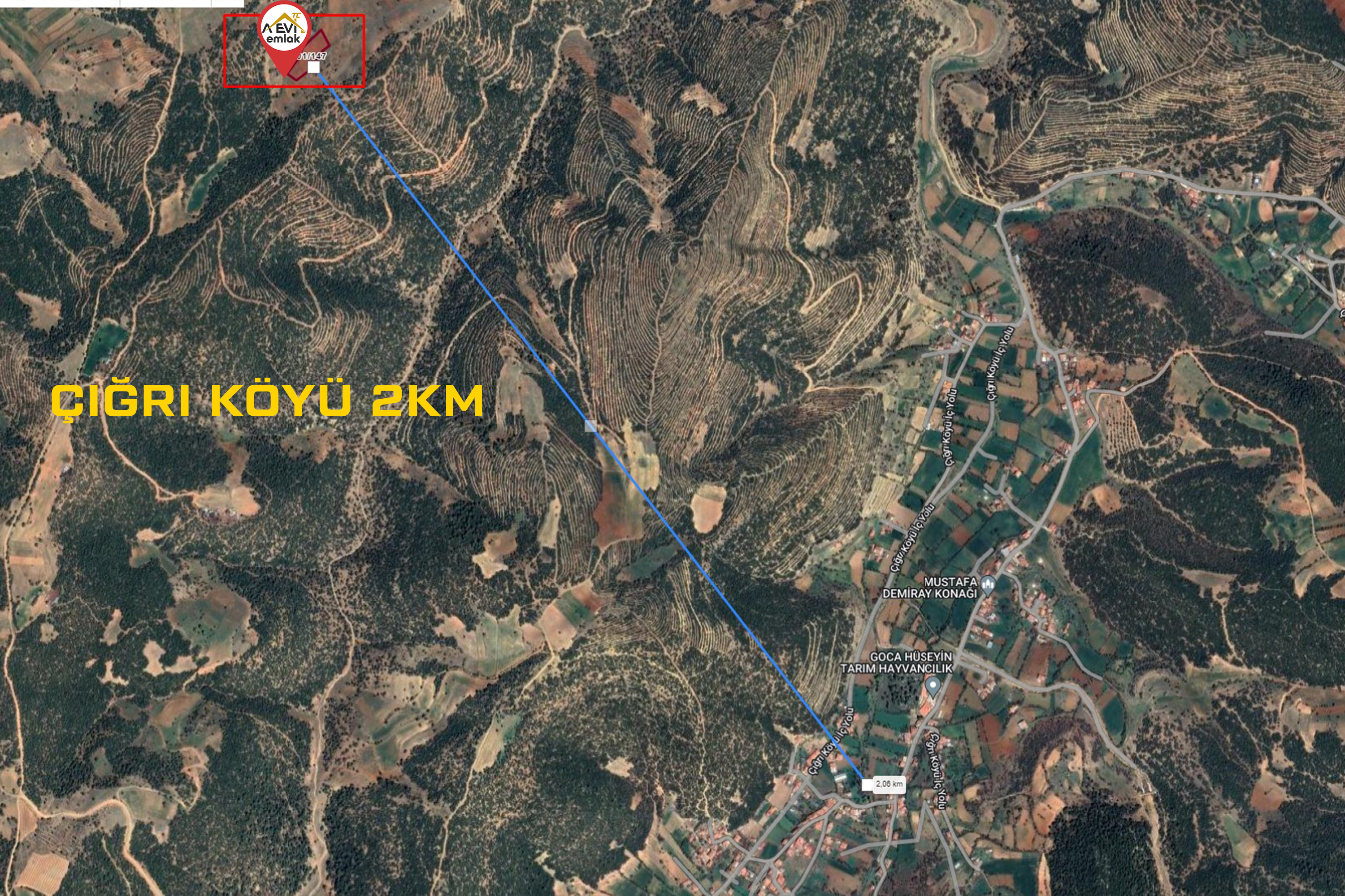Medya