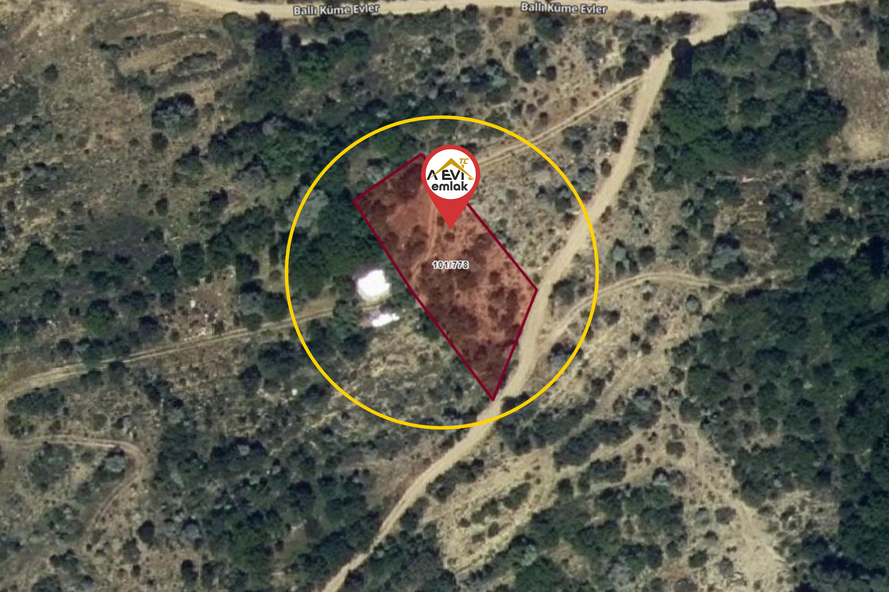 Medya
