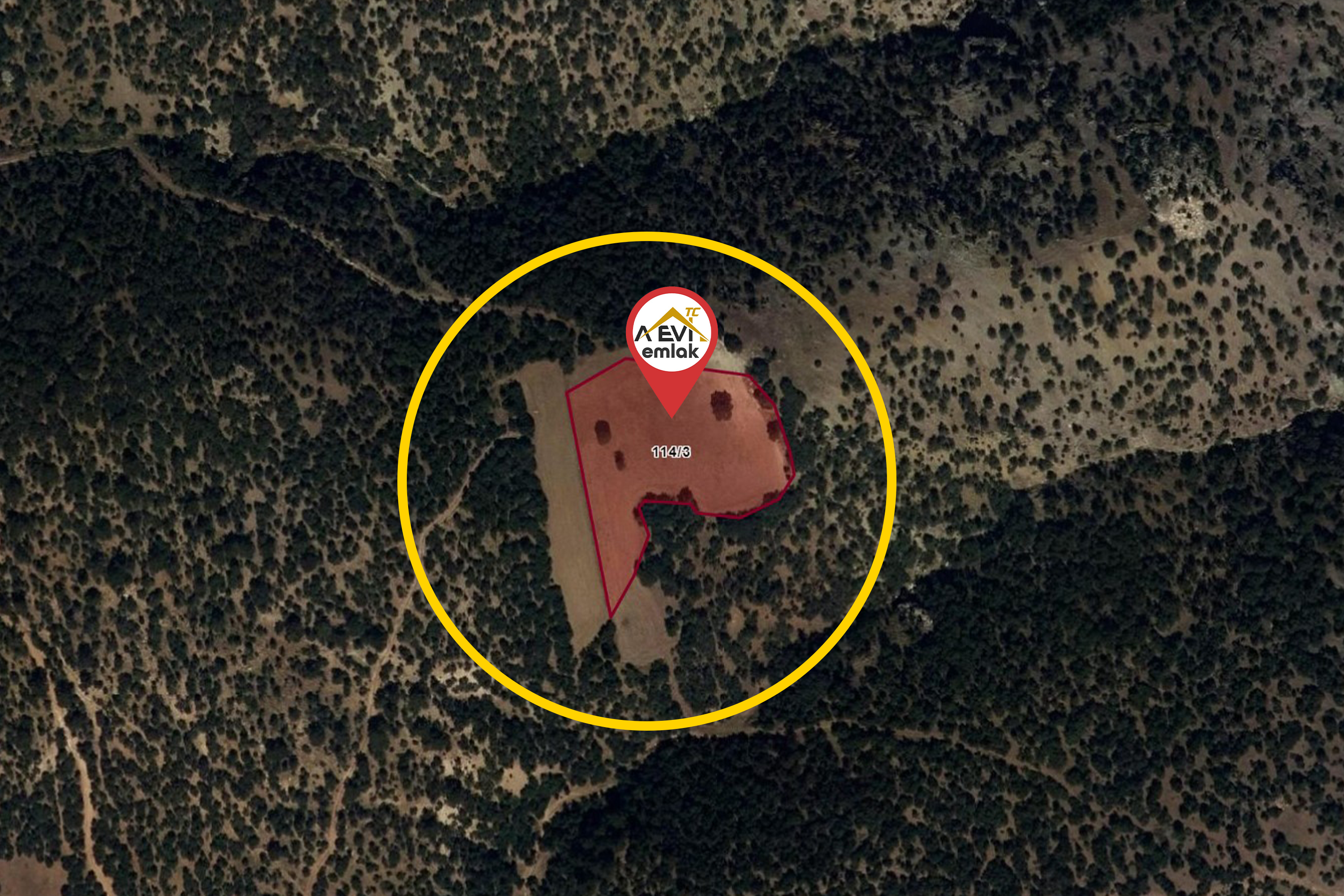 Medya