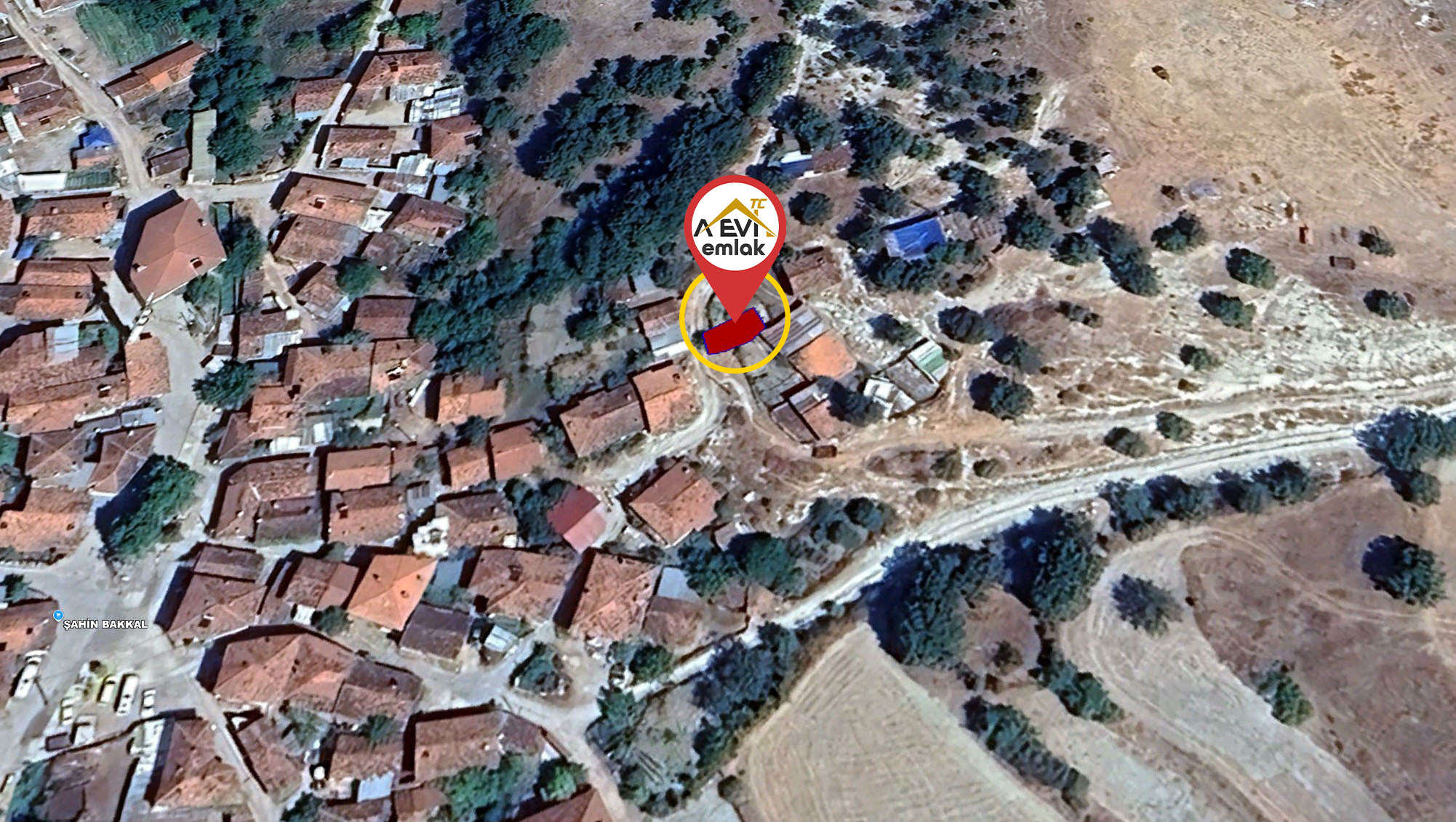 Medya