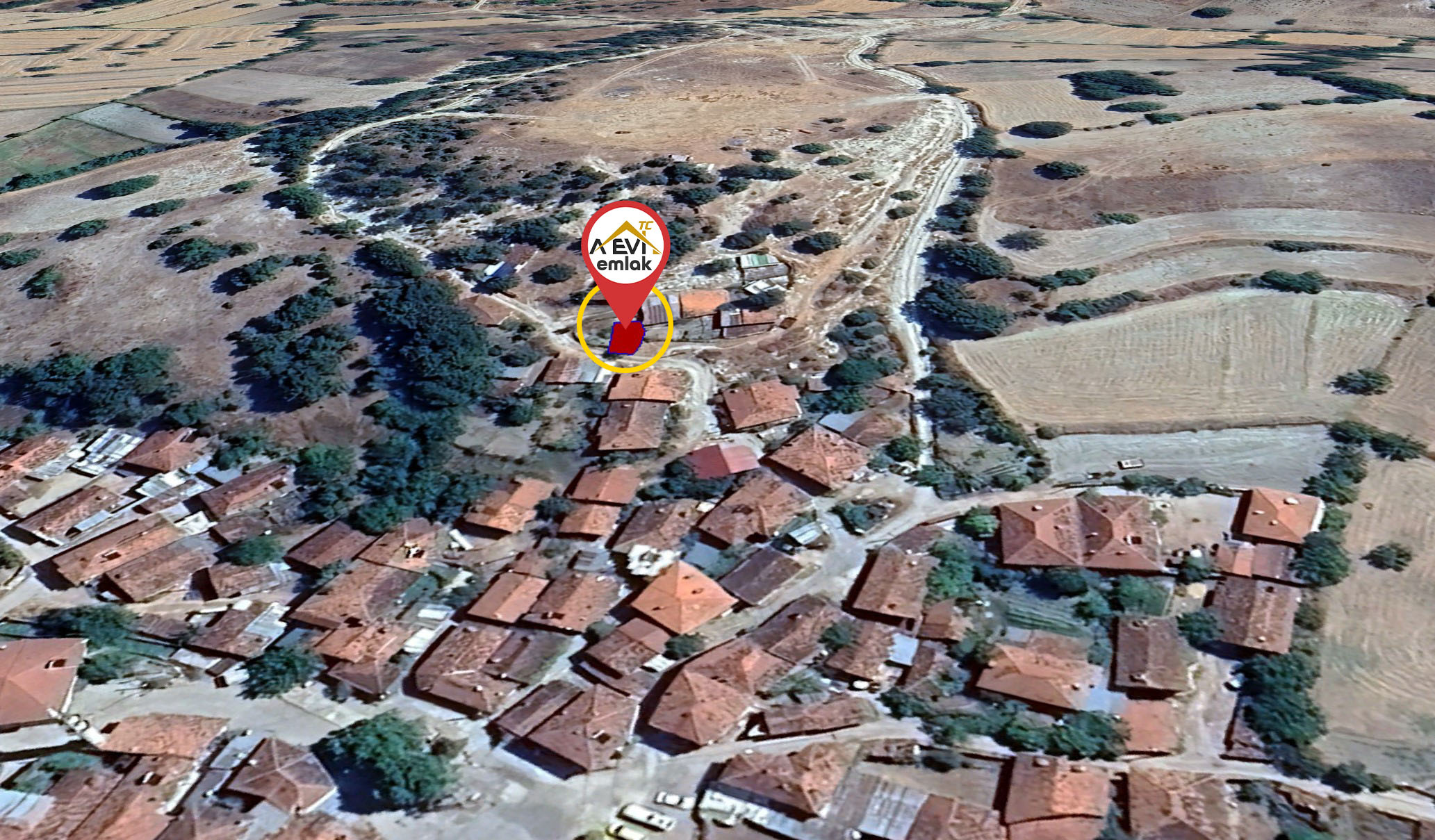 Medya